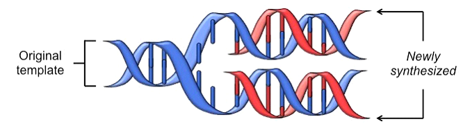 Simple DNA Replication Diagram.png